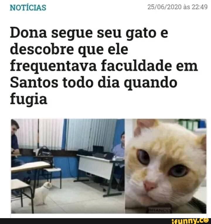 Dona segue seu gato e
descobre que ele
frequentava faculdade em
Santos todo dia quando
fugia