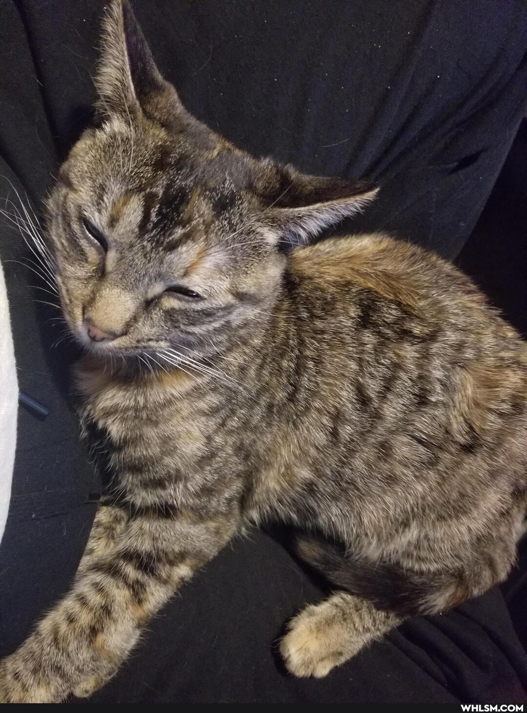 aww, cat, neutral_post