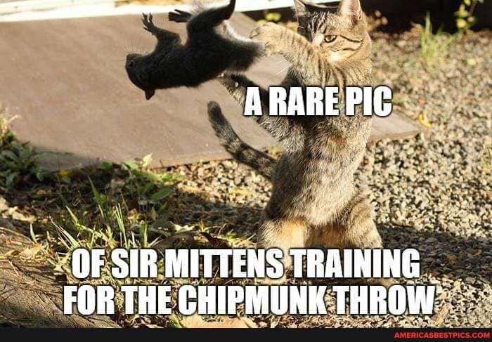 OF SIR MITTENS TRAINING FOR THE CHIPMUNK THROW: