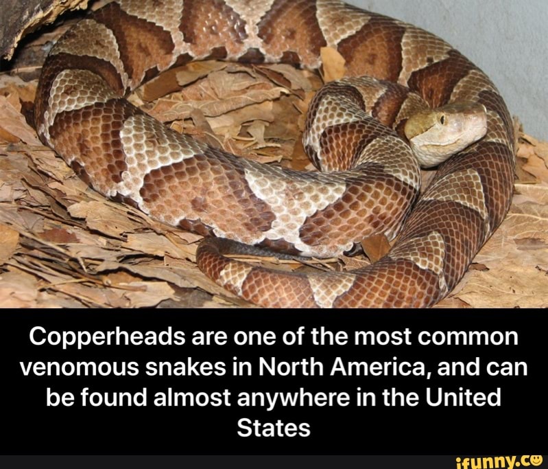 Venomous snakes in North America, and can be found almost anywhere in ...