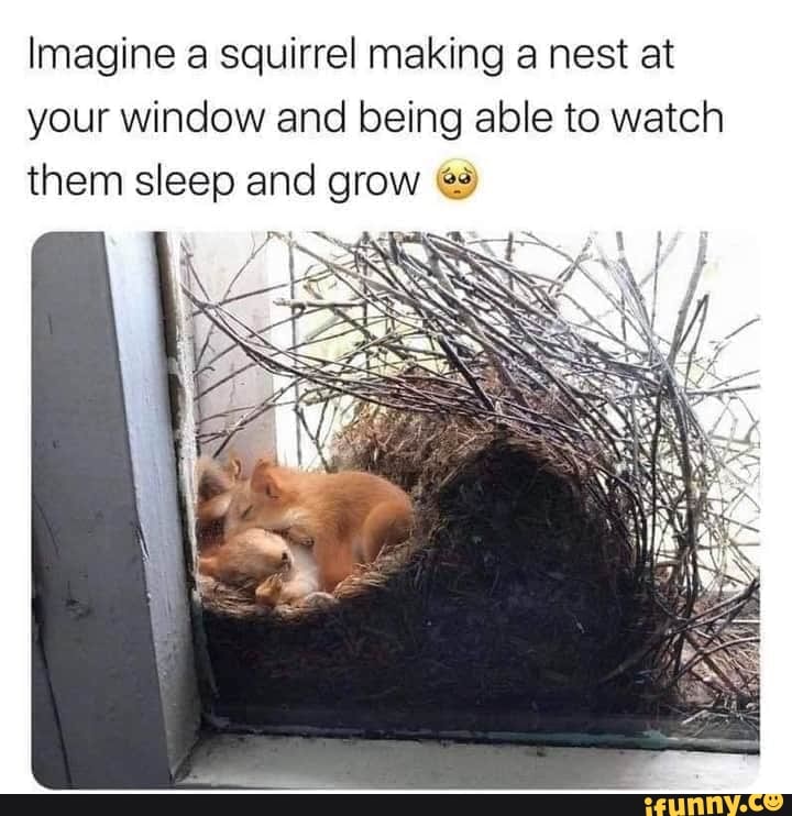Imagine a squirrel making a nest at
your window and being able to watch
them sleep and grow és)
PEA I