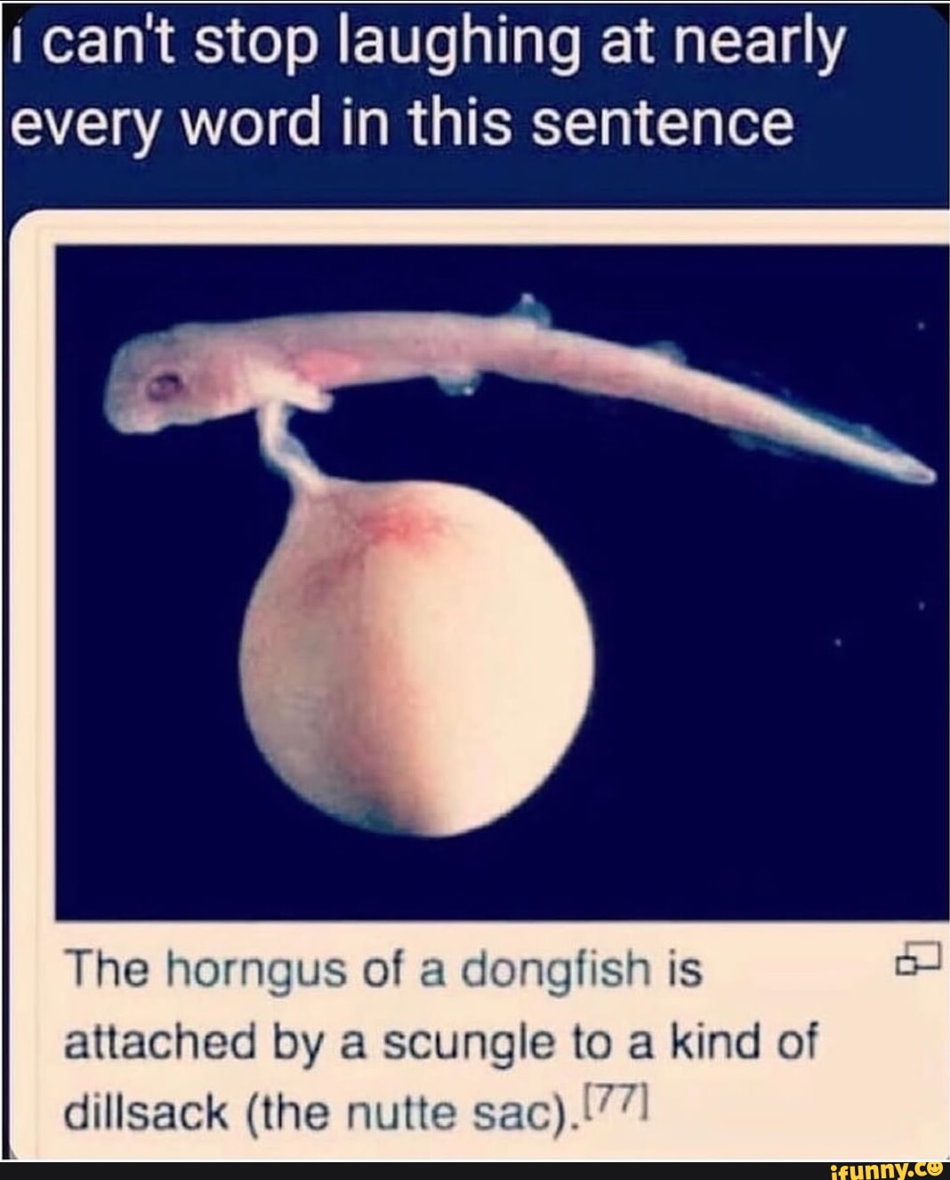 I can't stop laughing at nearly every word in this sentence The horngus ...