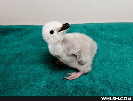 baby_animals, penguin, so_cute, wholesome, cephalopod_mom
