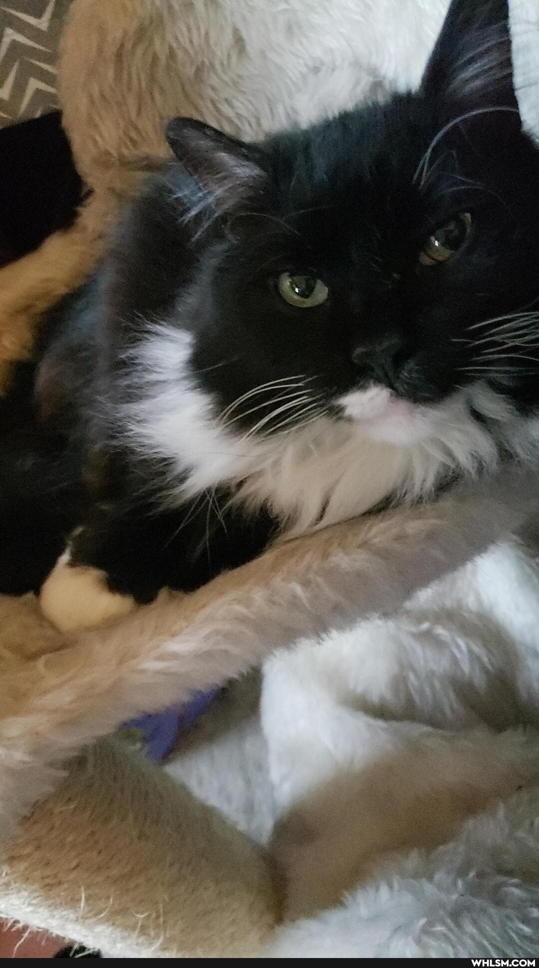 aww, cat, pleaseletmesleep