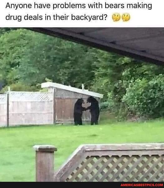 Anyone have problems with bears making drug deals in their backyard?