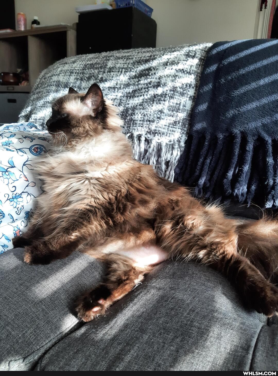 cat, cats, cute_animal, caturdayeveryday