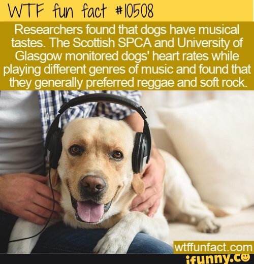 WTF fun fact #10508
tastes. The Scottish SPCA and University of
Glasgow monitored dogs' heart rates while
playing different genres of music and found that
hey generally preferred reggae and soft rock.