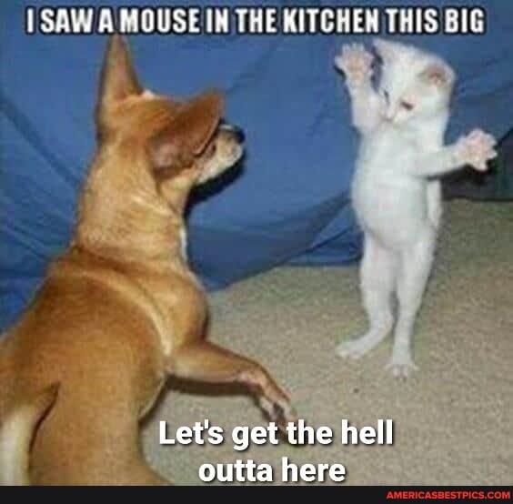 Saw A Mouse In The Kitchen This Big Let S Get The Hell Outta Here America S Best Pics And Videos