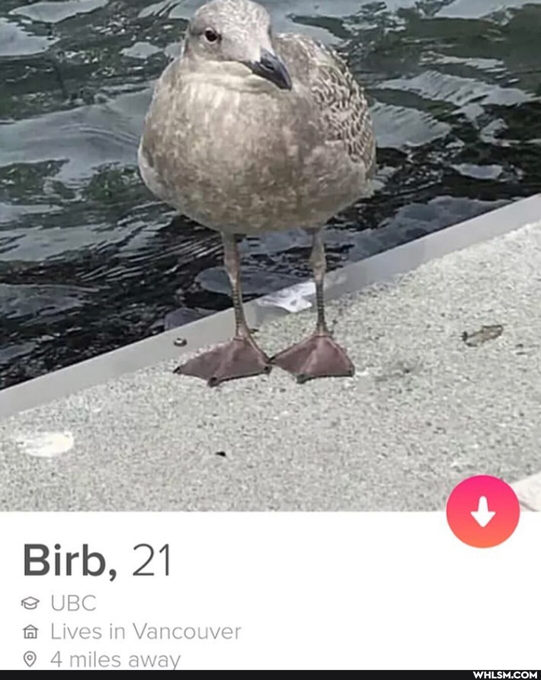 Birb, 21
UBC Lives in Vancouver