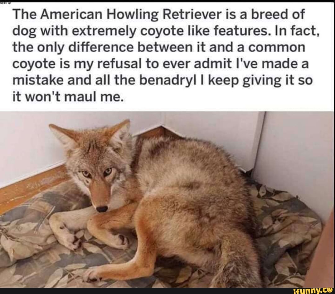 The American Howling Retriever is a breed of dog with extremely coyote like features. In fact, the only difference between it and a common coyote coyote is my refusal to ever admit I've made a mistake and all the benadryl I keep giving it so it won't maul me.