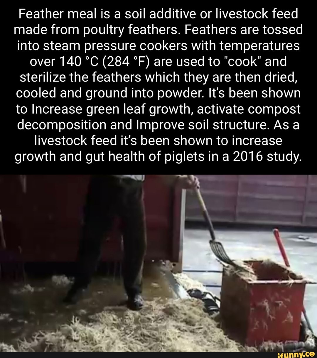 Feather meal is a soil additive or livestock feed made from poultry