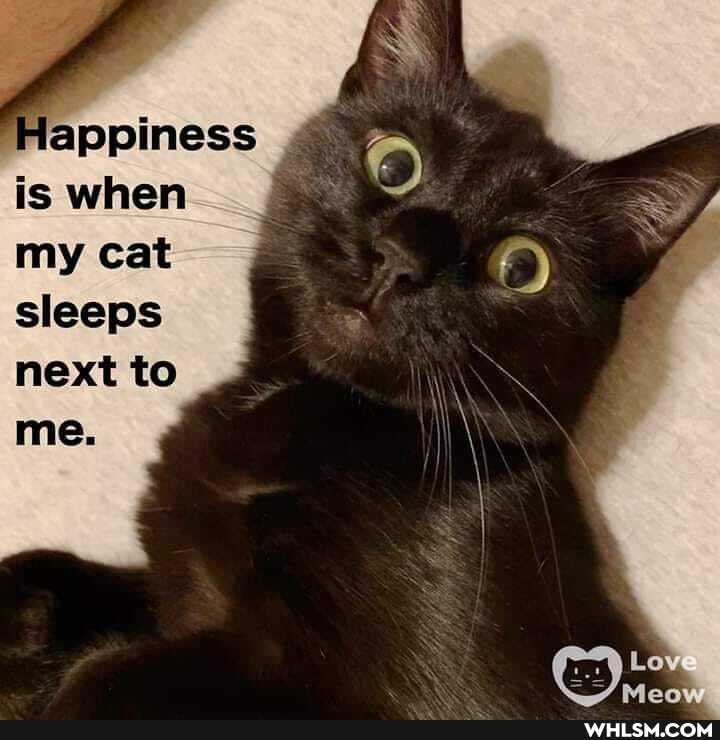 Happiness is when my cat sleeps
next to me.
Love
