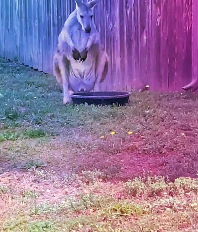 Animals on drugs… This wallaby needs rehab! )