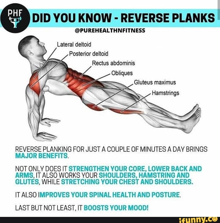 Je DID YOU KNOW REVERSE PLANKS Posterior deltoid Rectus abdominis ...