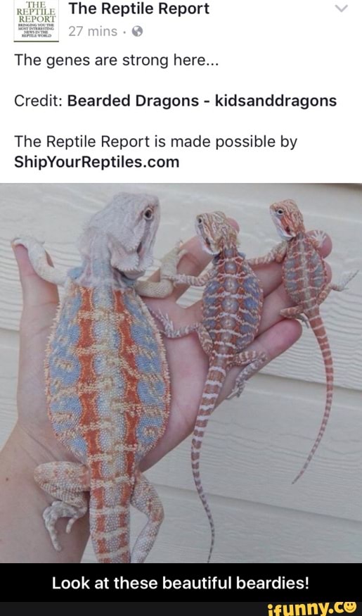 The Reptile Repo '( 0 The genes are strong here... Credit Bearded