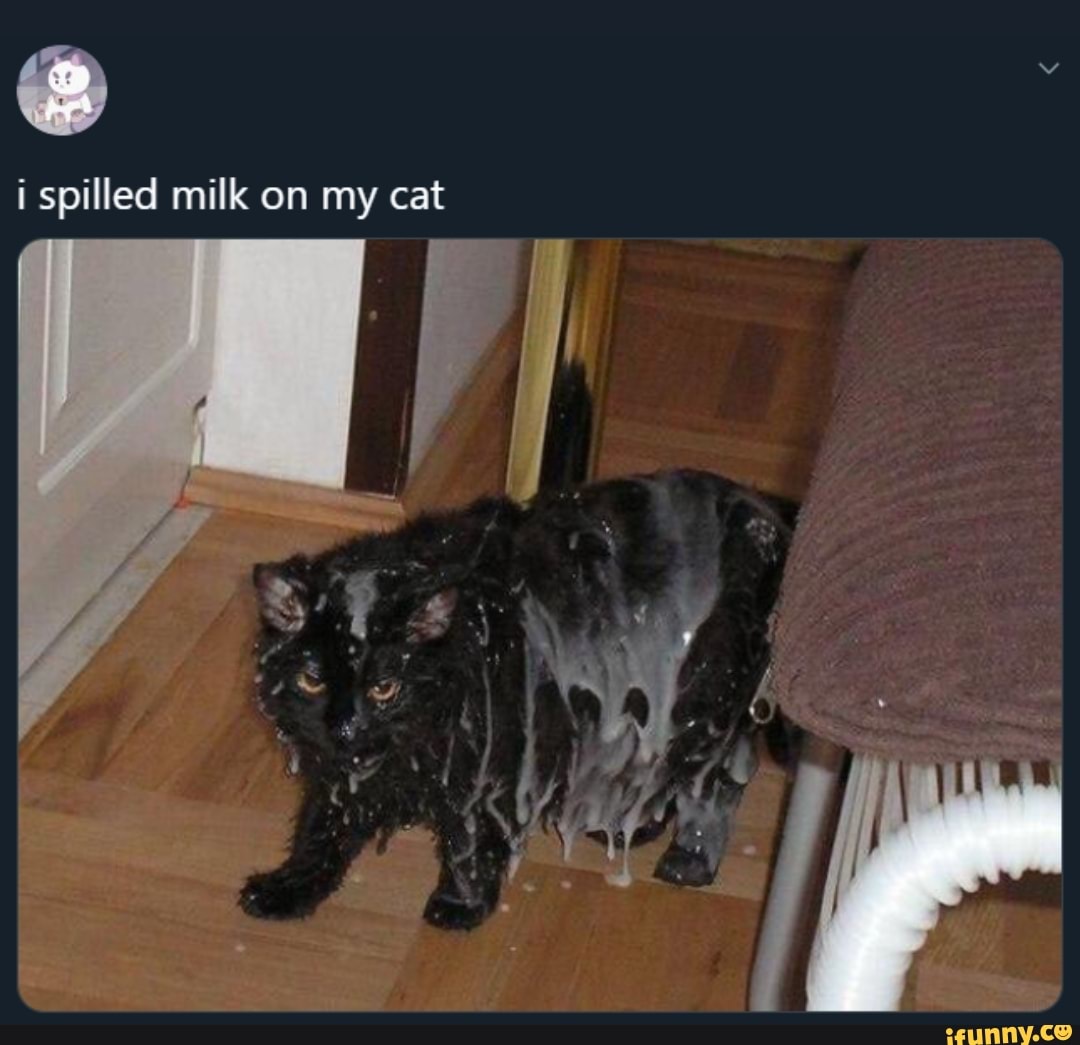 I Spilled Milk My Cat Ifunny