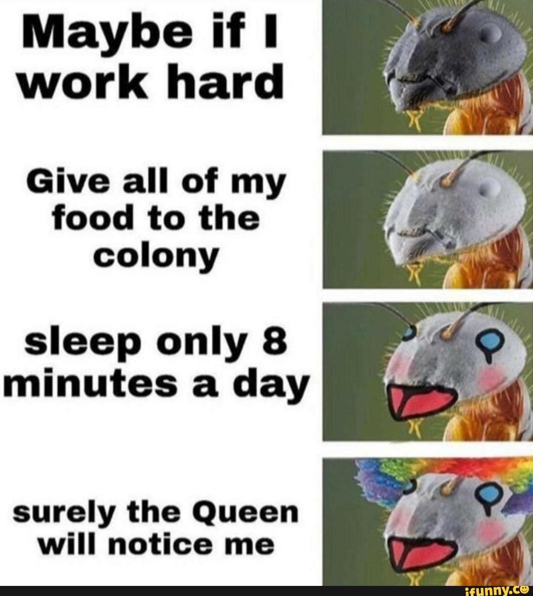 Maybe if I
work hard
Give all of my
food to the
colony
sleep only 8
minutes a day
surely the Queen
will notice me