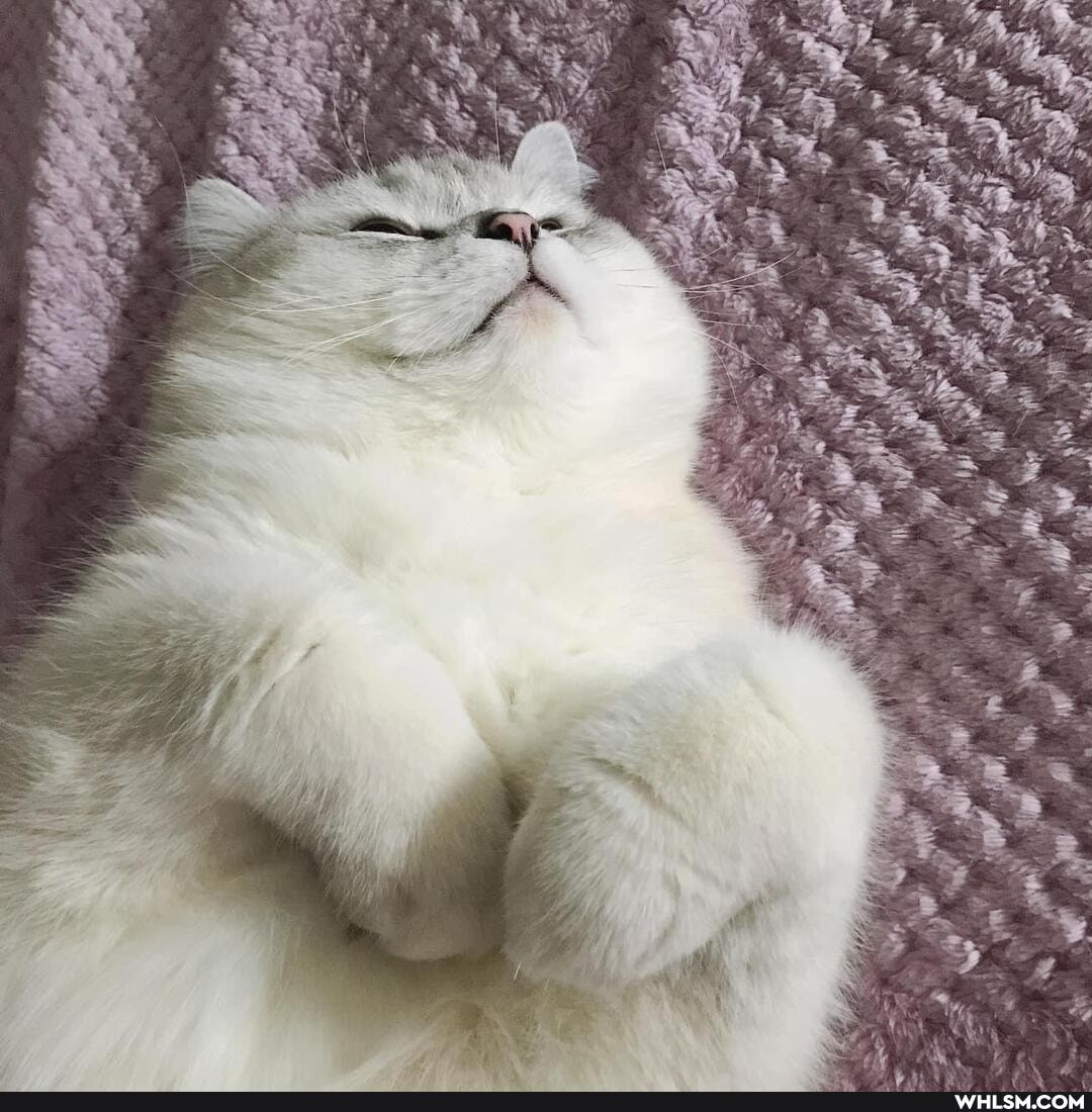 funny, cat, caturday