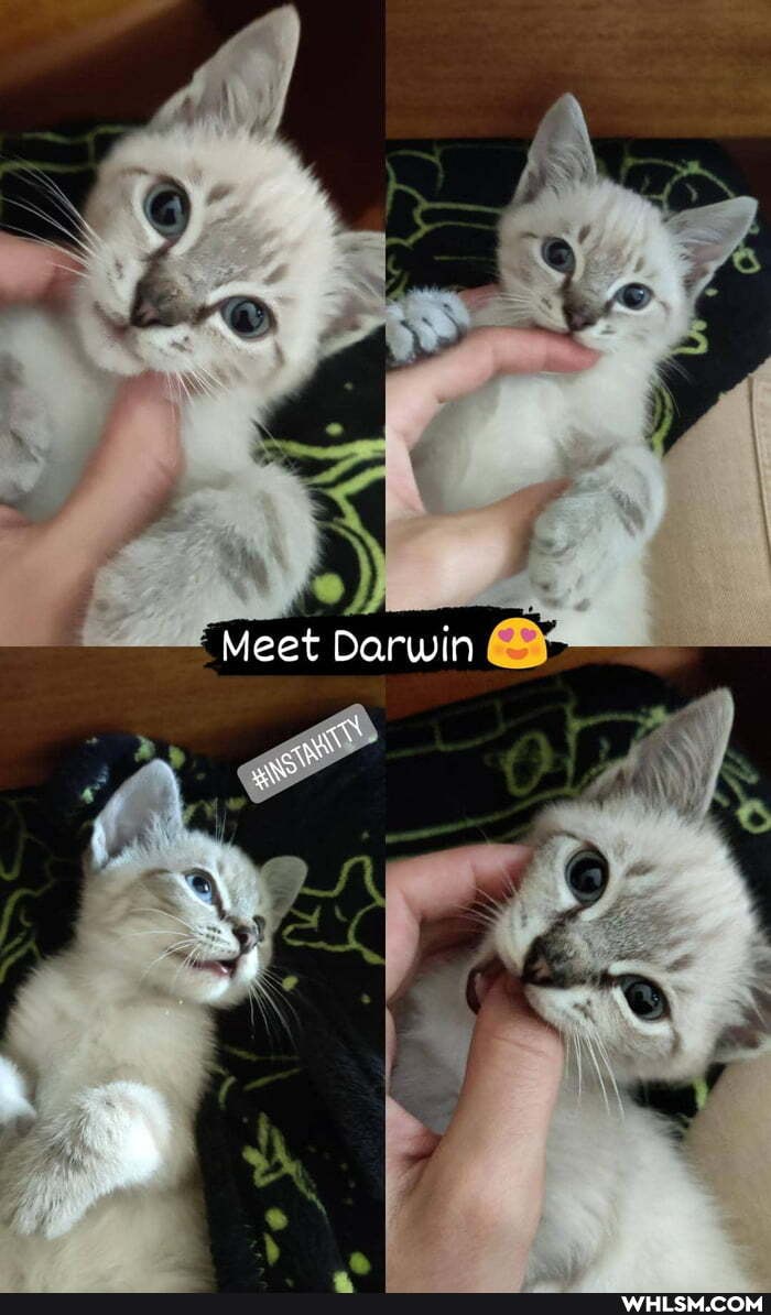 LAD
Meet Darwin