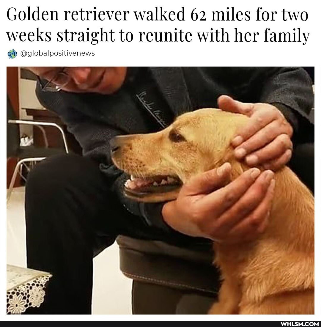 Golden retriever walked 62 miles for two
weeks straight to reunite with her family
@globalpositivenews