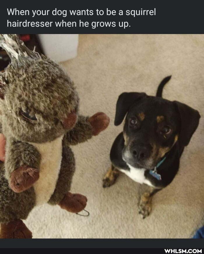 When your dog wants to be a squirrel hairdresser when he grows up.