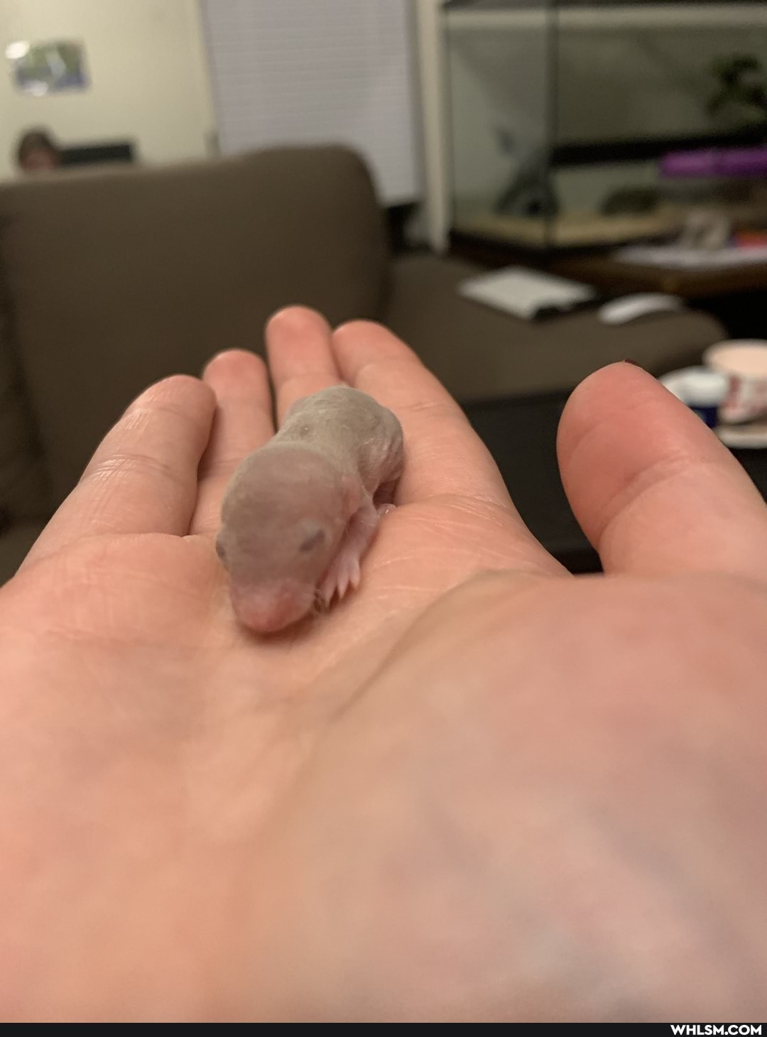 adorable, mildly_interesting, baby_animals, rat, cute_animal