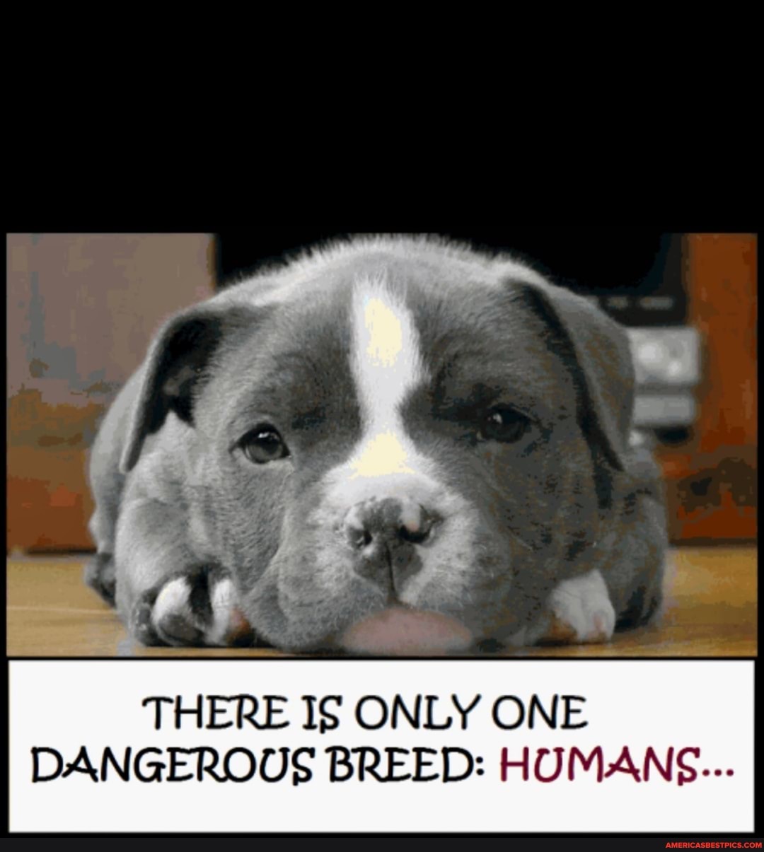THERE IS ONLY ONE DANGEROUS BREED: HUMANS...