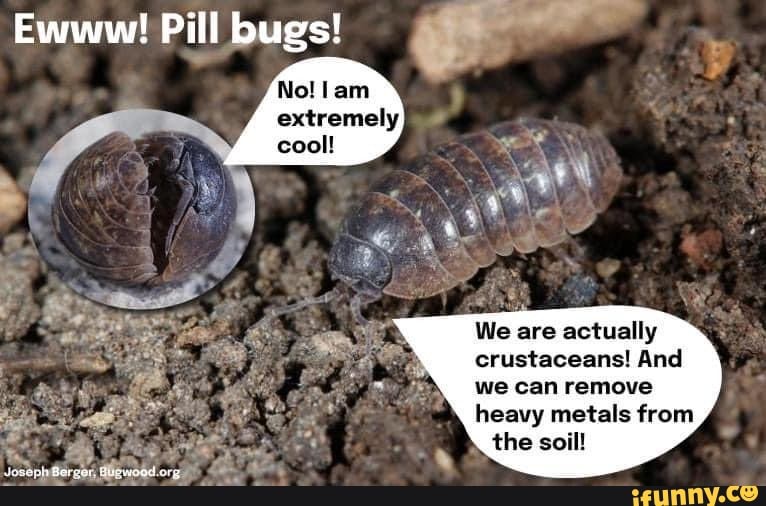 Ewww! Pill bugs! No! Iam extremely cool! We are actually crustaceans