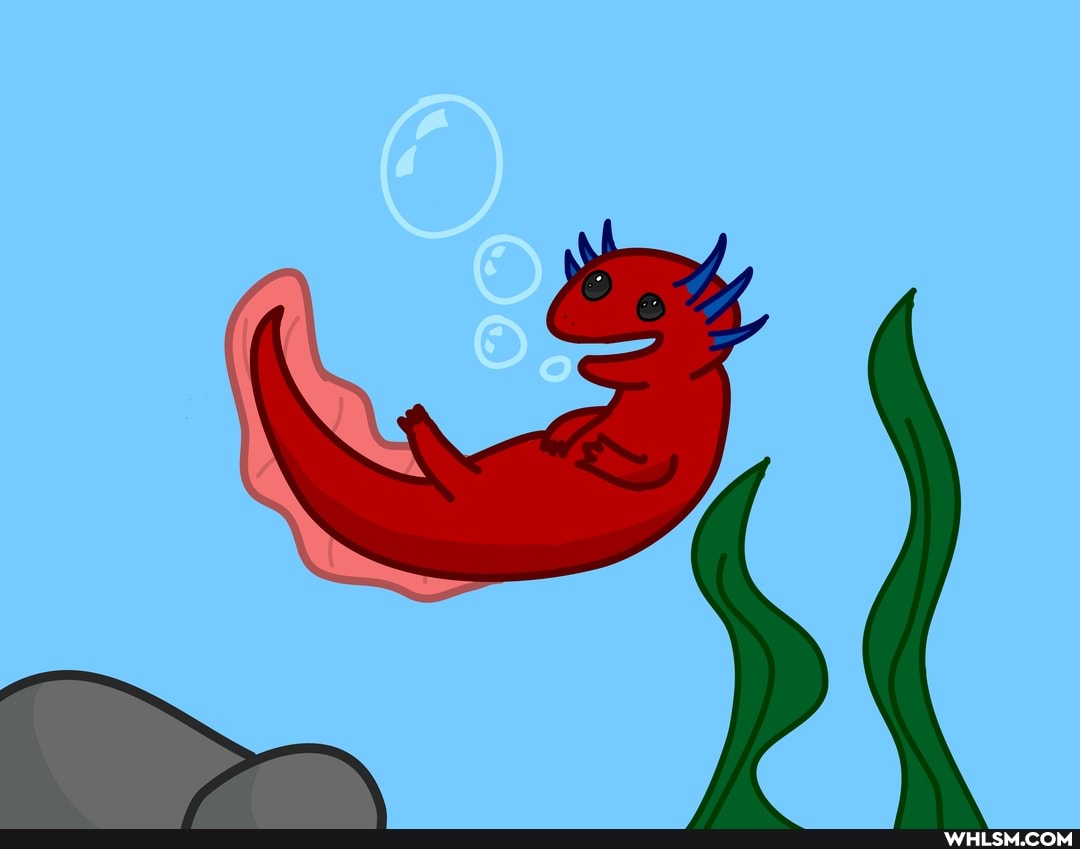 drawing, drawings, axolotl, cute_animal