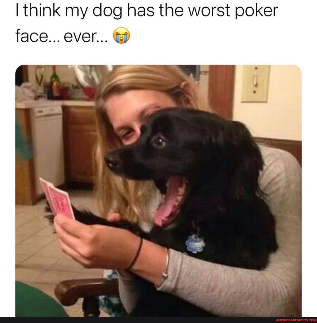 think my dog has the worst poker face... ever...