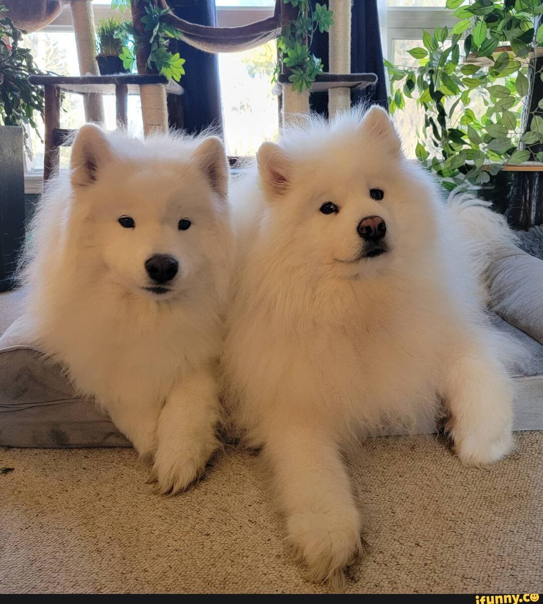 Hairballs memes. Best Collection of funny Hairballs pictures on iFunny