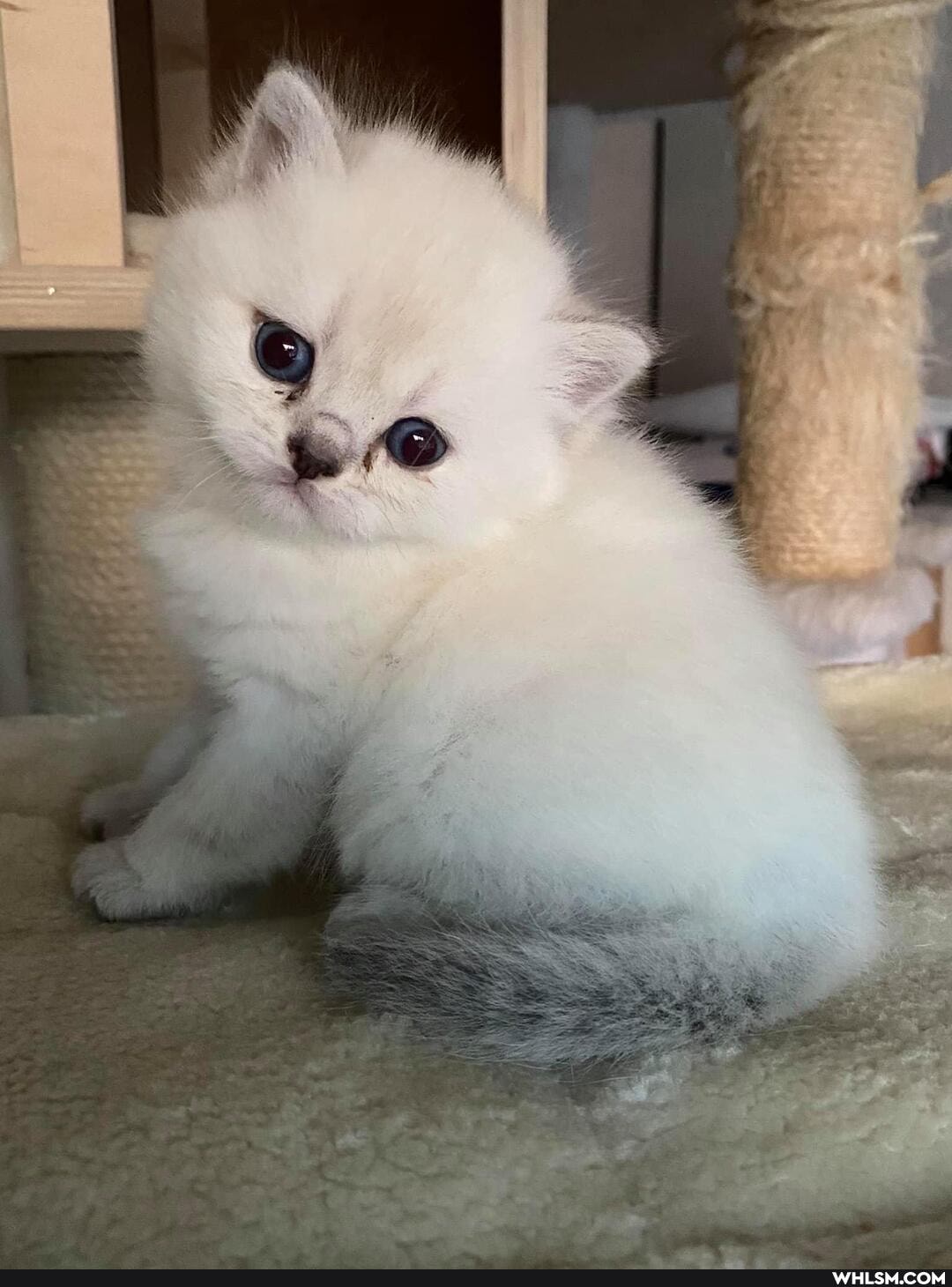 cats, pets, beautiful