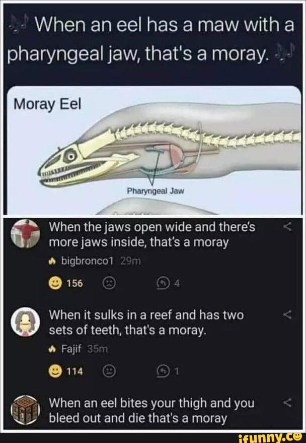 funny eel meme