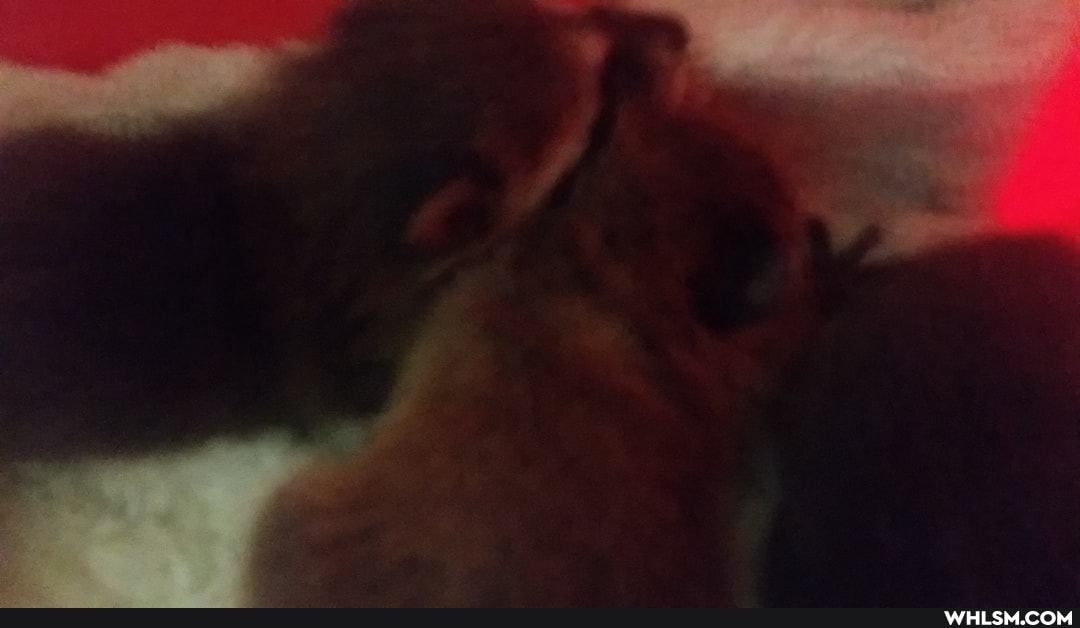 racnoons, racnoon, baby_animals