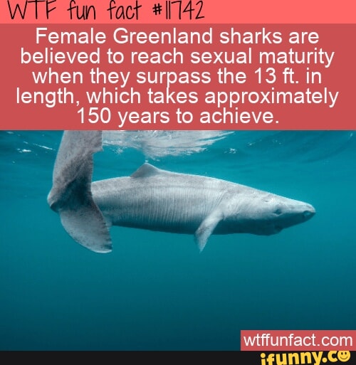 Female Greenland sharks are believed to reach sexual maturity when they ...