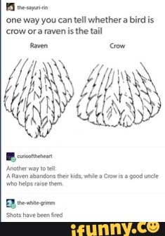 one way you can tell whether a bir
crow ora raven is the tail