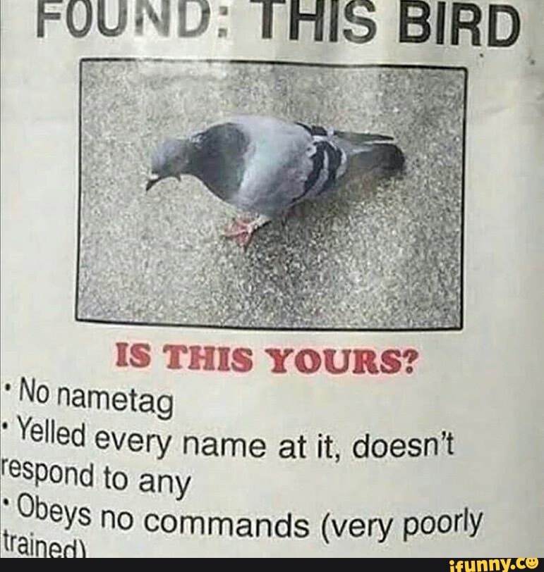rFUUNLU: TRIS BIRD.
IS THIS YOURS?
*No nametag
Yelled every name at it, doesn't spond to any
Ubeys no commands (very poorly