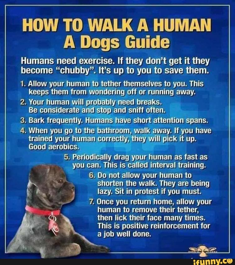HOW TO WALK A HUMAN A Dogs Guide Humans need exercise. If they don't