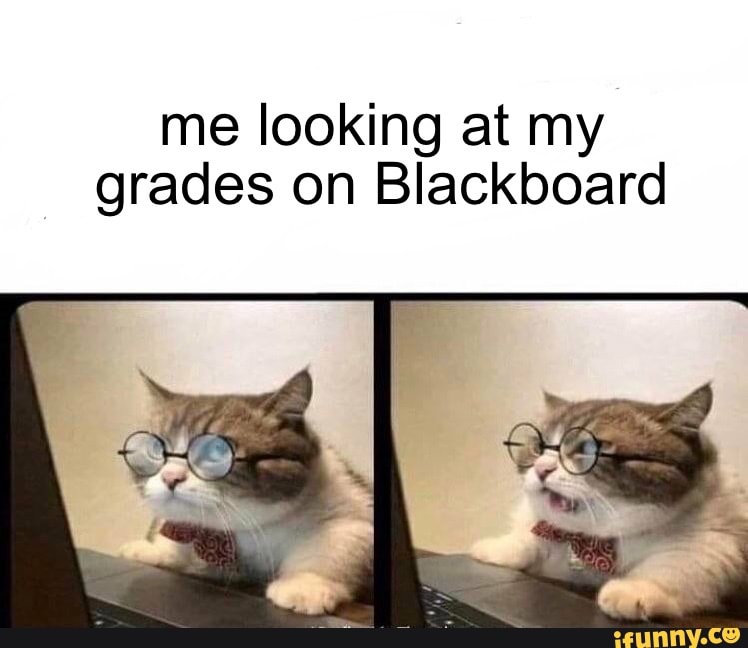 me looking at my grades on Blackboard