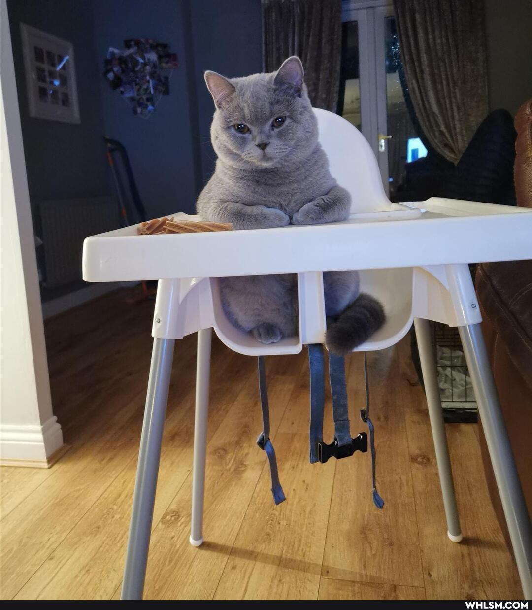 cat, pets, love, funny