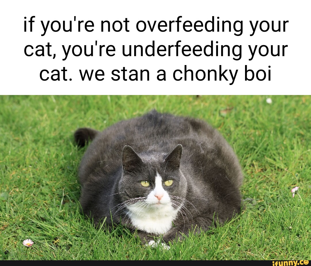 Jokeybanterquips memes. Best Collection of funny Jokeybanterquips