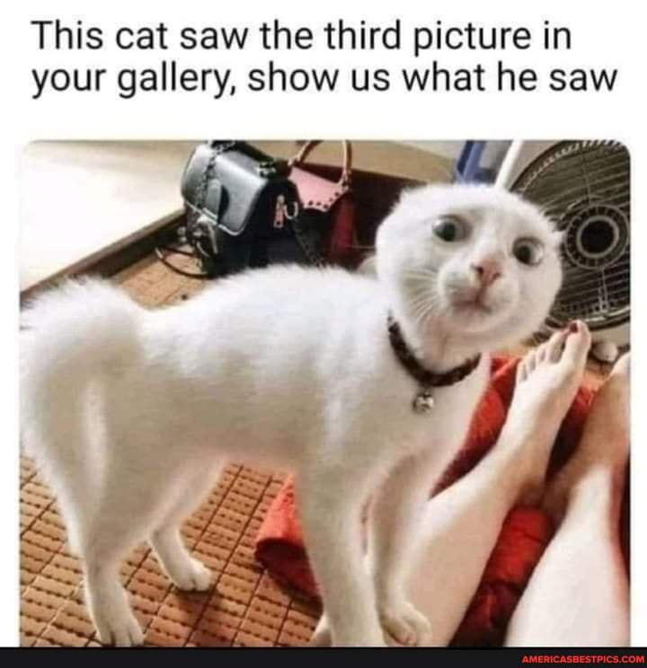 This cat saw the third picture in your gallery, show us what he saw ...