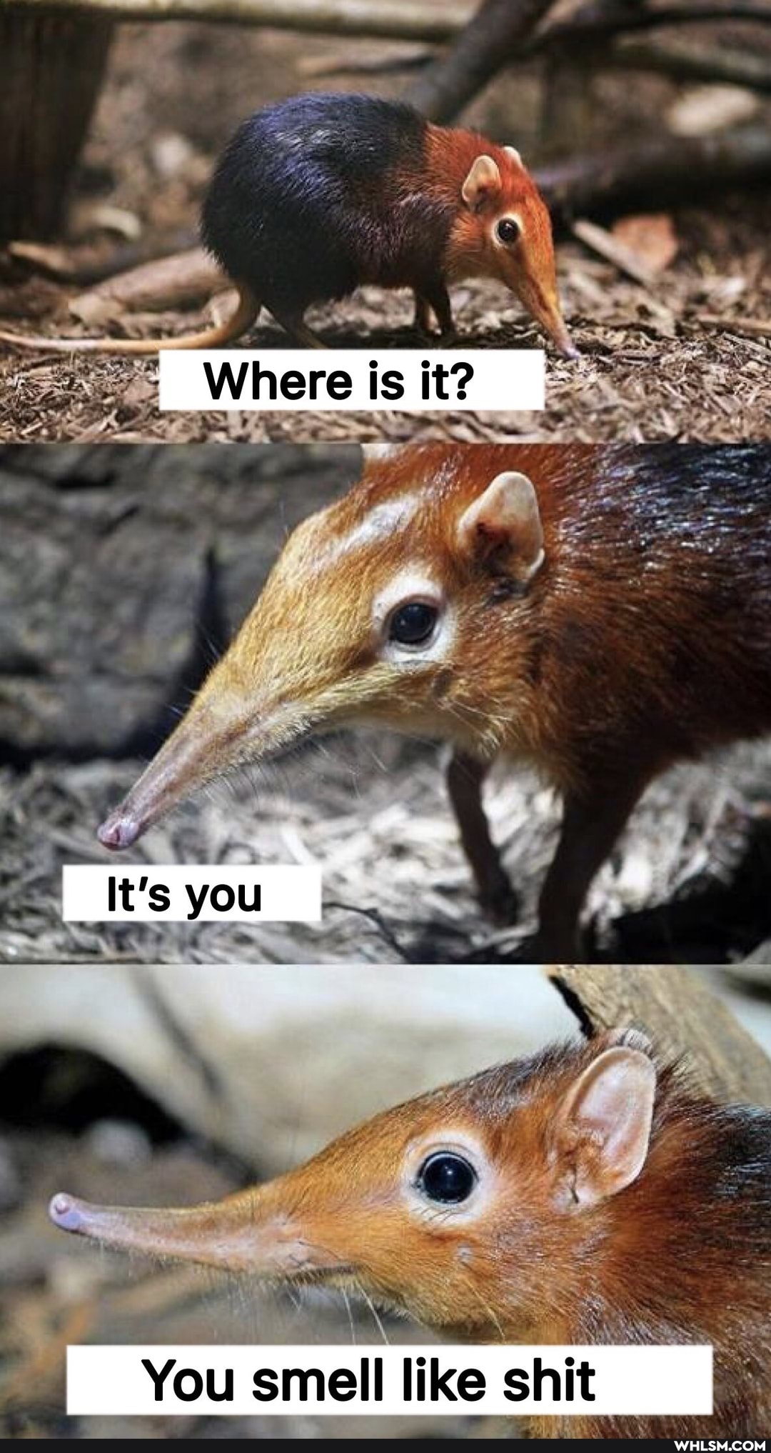 Where
Is
I You smell like shit