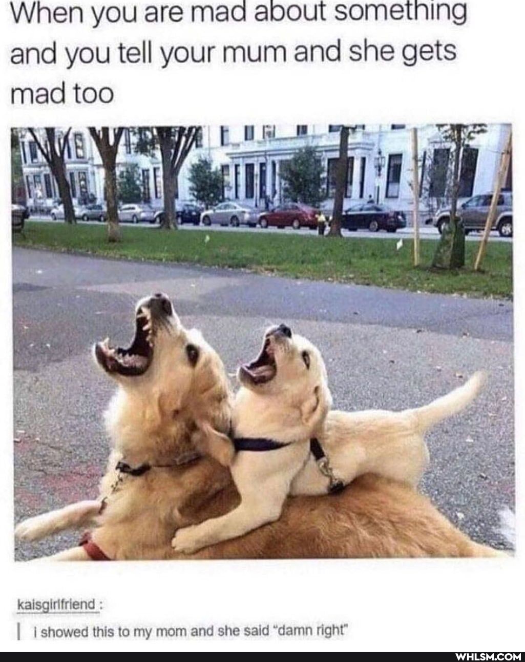 When you are mao and you tell your mum and she gets mad too
kaisgirifriend
I showed this to my mom and she said "damn right?