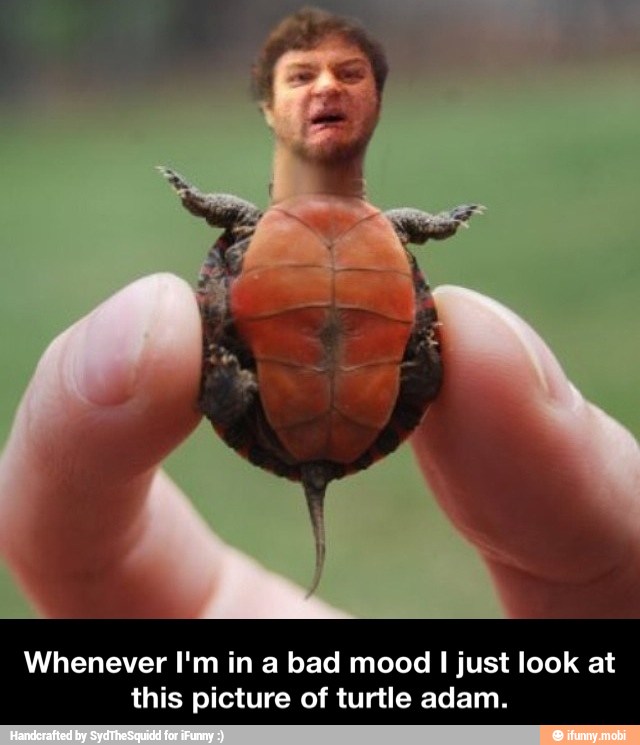 Whenever I'm in a bad mood I just look at
this picture of turtle adam. - Whenever I'm in a bad mood I just look at this picture of turtle adam.