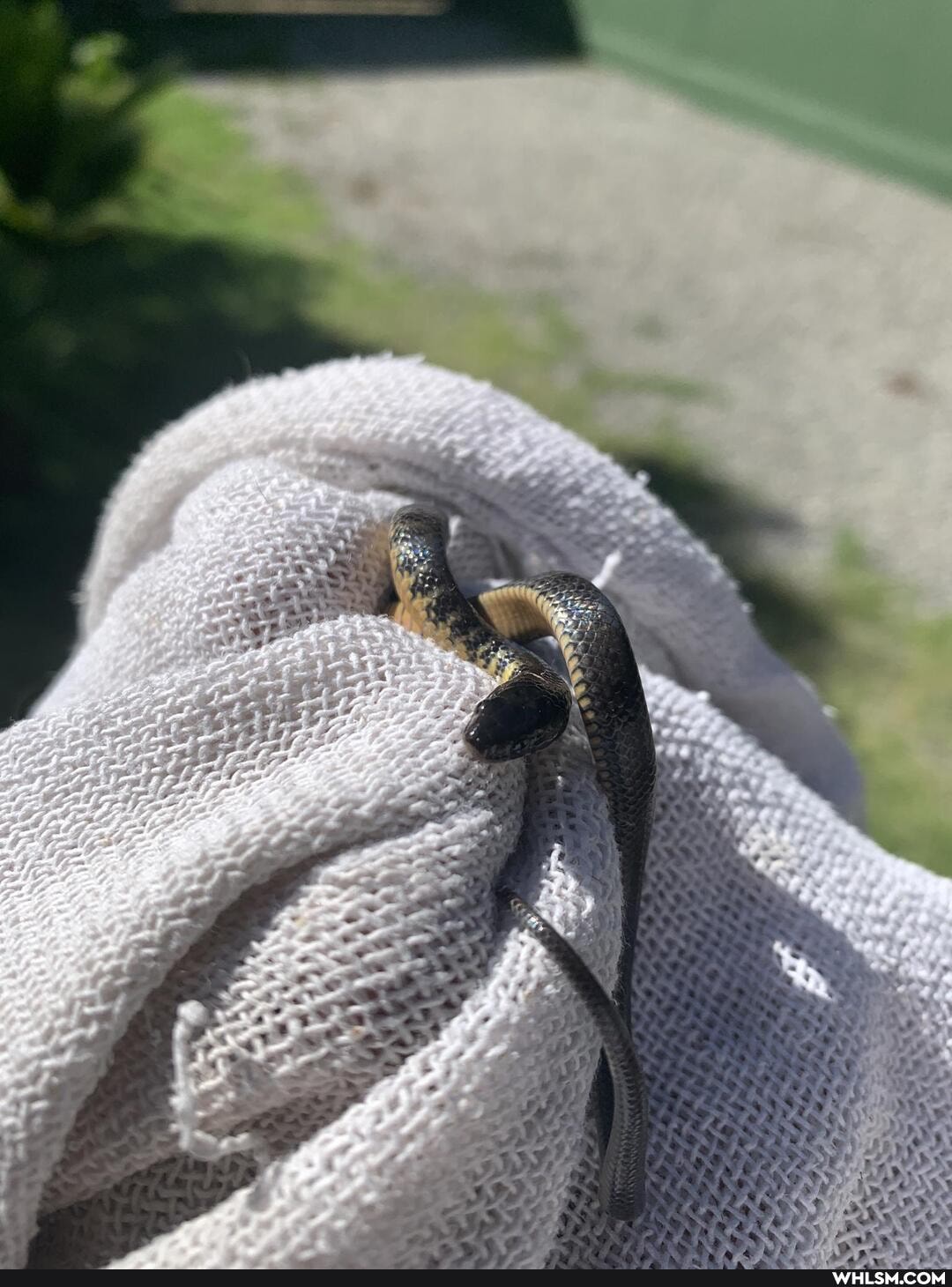 cats, baby_animals, snake, snek