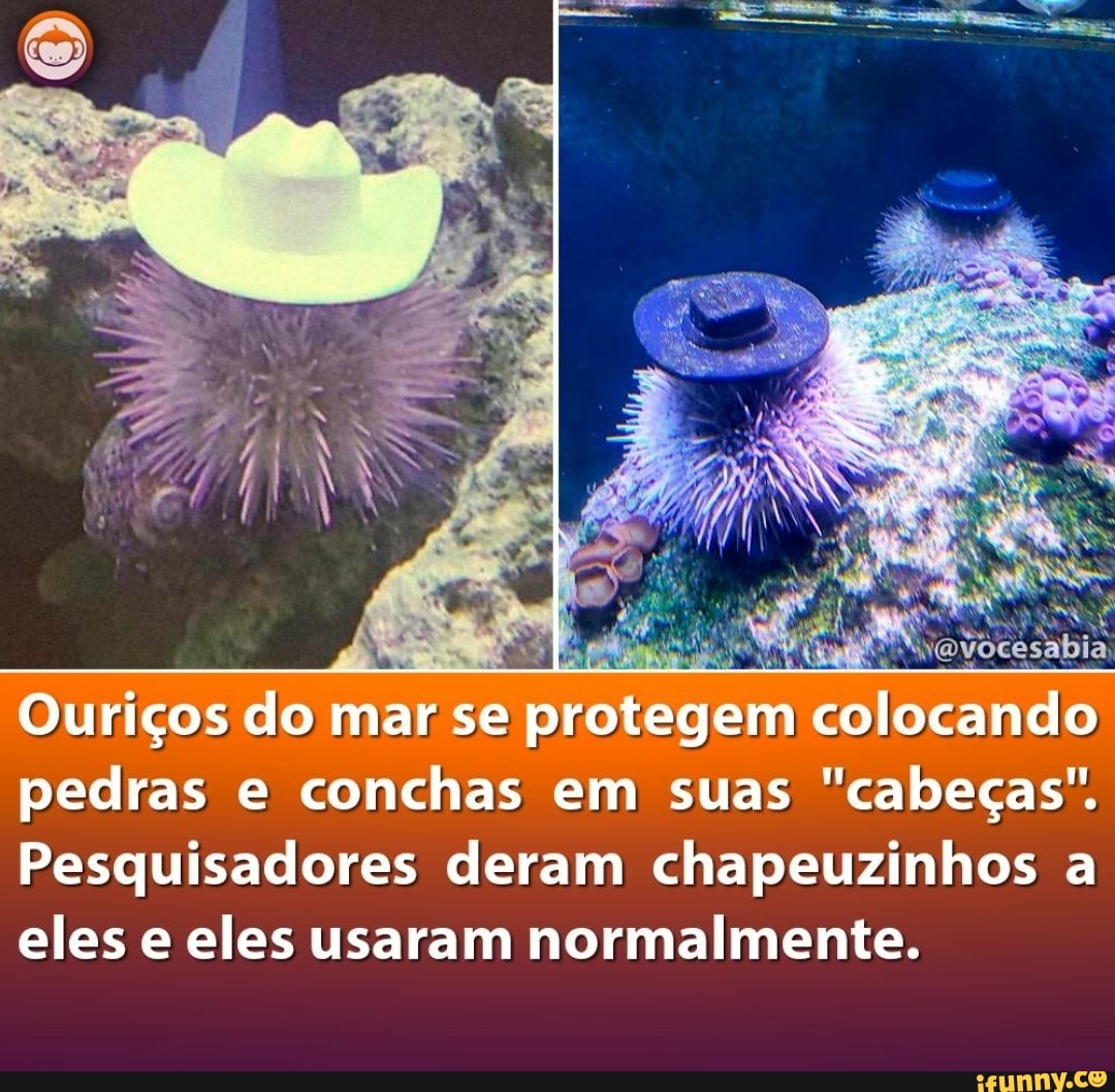 Ouriços do mar se protegem colocando pedras e conchas em suas "cabeças".
Pesquisadores deram chapeuzinhos a eles e eles usaram normalmente.