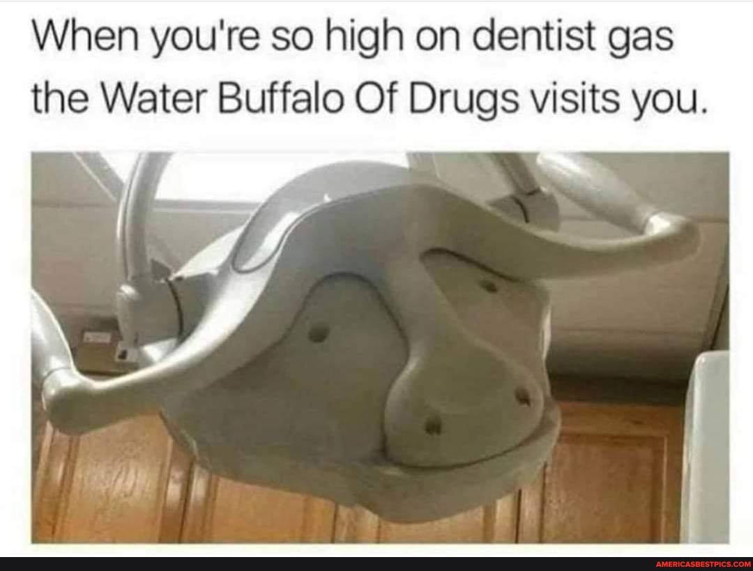 When you're so high on dentist gas the Water Buffalo Of Drugs visits you.