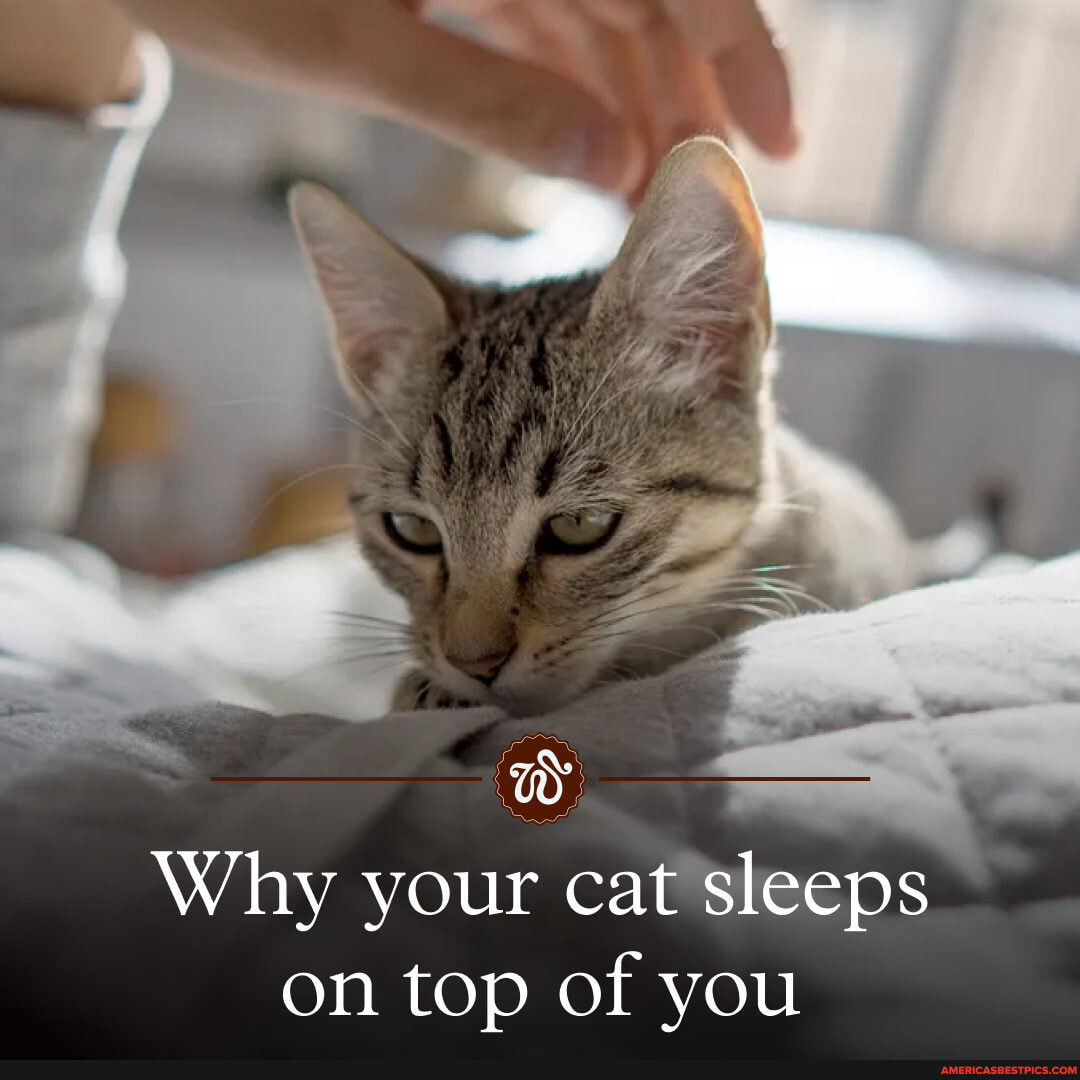 Is your cat constantly sleeping on your chest, stomach, or even your