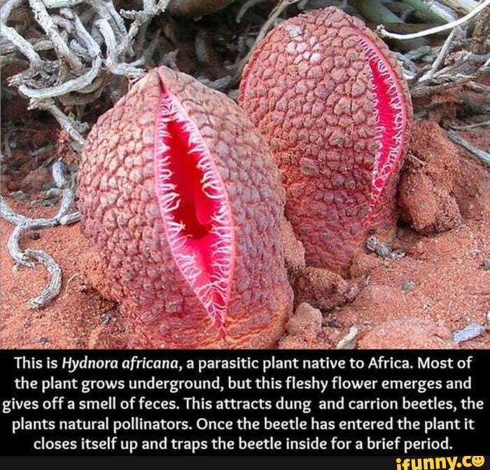 This is Hydnora africana, a parasitic plant native to Africa. Most of